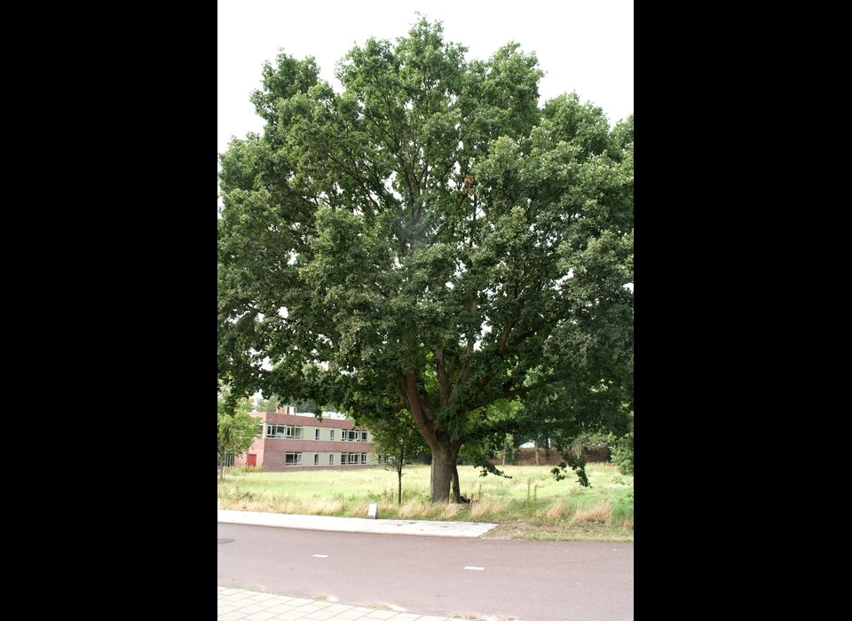 Huntum Zomereik maakt deel uit van het monumentale bomenbestand (2018)