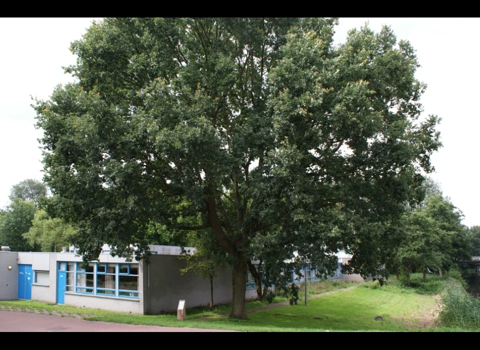 Huntum Zomereik maakt deel uit van het monumentale bomenbestand (2011)