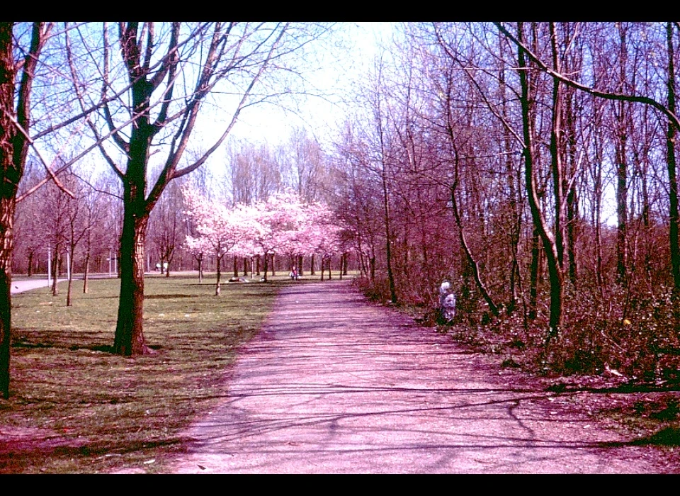 Bloeiende bomen in Bijlmerpark (1984)